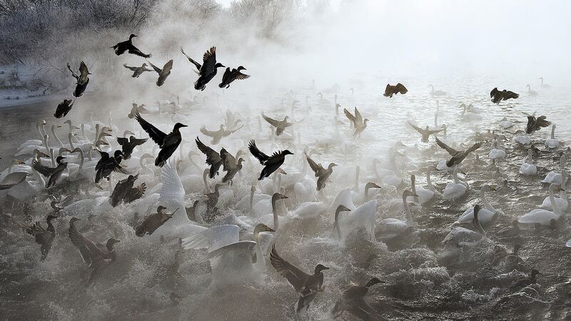 Лебеди-кликуны зимуют на Лебедином озере, расположенном на территории государственного природного комплексного заказника "Лебединый" в Алтайском крае - Rossiya Segodnya, 800, 08.09.2021