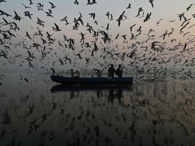 Кабир Дхангиани/Индия/Чайки на реке Джамна - Rossiya Segodnya, 640, 08.08.2023