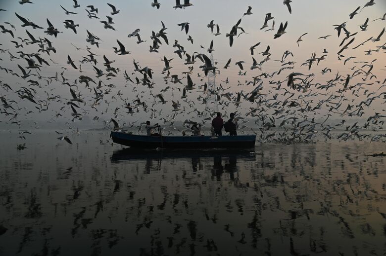 Кабир Дхангиани/Индия/Чайки на реке Джамна - Rossiya Segodnya, 780, 08.08.2023